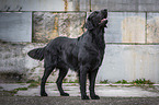 Flat Coated Retriever