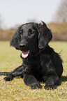 lying Flat Coated Retriever