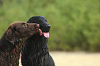 Flat Coated Retriever portrait