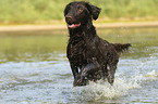 running Flat Coated Retriever