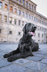 black Flat Coated Retriever