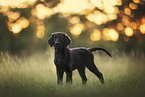 Flat Coated Retriever Puppy