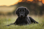 Flat Coated Retriever Puppy