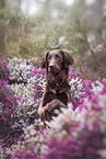 male Flat Coated Retriever