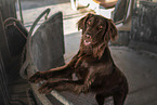 male Flat Coated Retriever