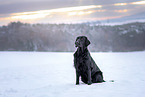 male Flat Coated Retriever