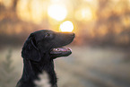 female Flat Coated Retriever