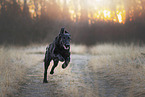 female Flat Coated Retriever