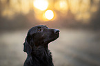 female Flat Coated Retriever