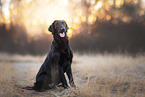 female Flat Coated Retriever