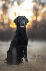 female Flat Coated Retriever