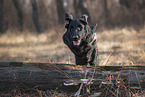 female Flat Coated Retriever