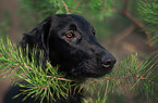 female Flat Coated Retriever