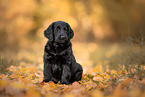 Flat Coated Retriever Puppy