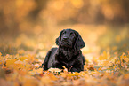 Flat Coated Retriever Puppy