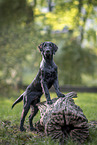black Flat Coated Retriever