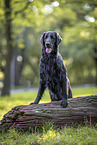 black Flat Coated Retriever