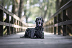 black Flat Coated Retriever