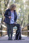 black Flat Coated Retriever