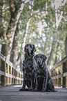 black Flat Coated Retriever
