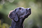 young Flat Coated Retriever