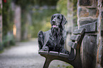 Flat Coated Retriever