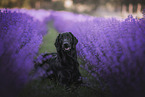 black Flat Coated Retriever