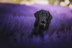 black Flat Coated Retriever