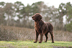 Flat Coated Retriever