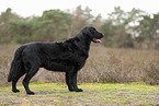 Flat Coated Retriever