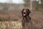 Flat Coated Retriever