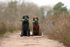 Flat Coated Retriever