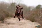 Flat Coated Retriever