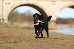 Flat Coated Retriever