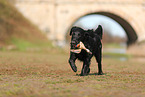 Flat Coated Retriever