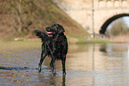 Flat Coated Retriever