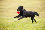 Flat Coated Retriever