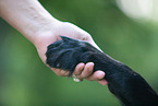 Flat Coated Retriever