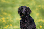 black Flat Coated Retriever