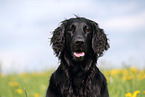 black Flat Coated Retriever