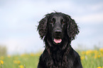 black Flat Coated Retriever