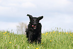 black Flat Coated Retriever