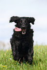 black Flat Coated Retriever