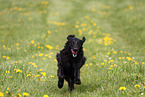 black Flat Coated Retriever