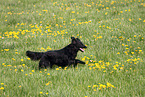 black Flat Coated Retriever