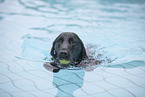 Flat Coated Retriever