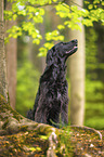 black Flat Coated Retriever
