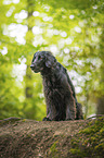 black Flat Coated Retriever