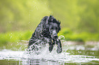 black Flat Coated Retriever