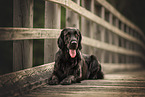 Flat Coated Retriever